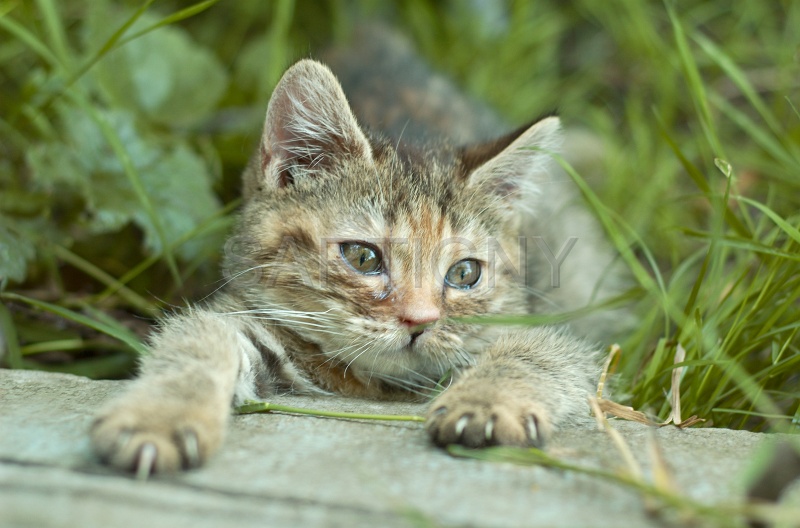 BRITISH SHORTHAIR C045.jpg